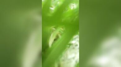 देवर ने अपनी देहाती भाभी की चूत झाड़ियों में चोदकर उसे वीर्य से गंदी कर दी