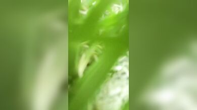 देवर ने अपनी देहाती भाभी की चूत झाड़ियों में चोदकर उसे वीर्य से गंदी कर दी