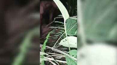 देसी रंडी को जंगल में चोदा ३ टेम्पोवालो ने – हिंदी गेंगबेंग वीडियो