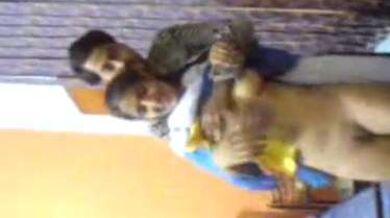 कॉलेज यूनिफॉर्म पहनी स्टूडेंट के बूब्स और चूत टीचर ने सहलाए