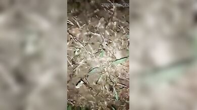 गाँव वाली शादी से भाभी को भगाकर खेत में चोदा