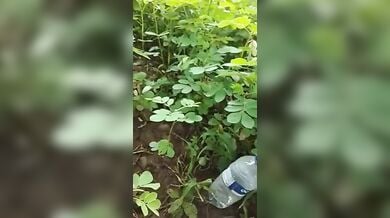 देहाती औरत झाड़ियों में चुदी