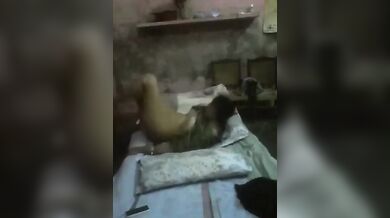 पाकिस्तानी ससुर बहु की घर में चुदाई